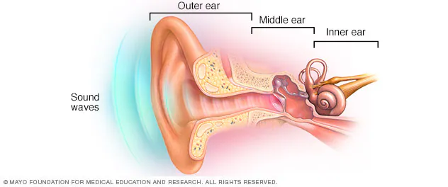 Three part of the ear