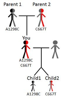 Sự di truyên đột biến gene MTHFR từ bố mẹ sang con